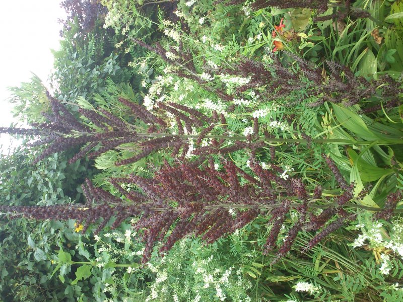 Veratrum nigrum Black false hellebore